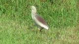 Indian Pond Heron, walking and foraging
