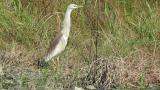 Indian Pond Heron