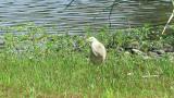 Indian Pond Heron, walking and attempt for foraging