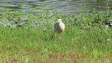Indian Pond Heron, walking and attempt for foraging