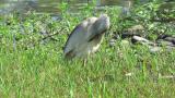 Indian Pond Heron, preening