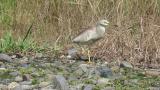 Indian Pond Heron, walking
