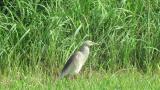 Indian Pond Heron, foraging
