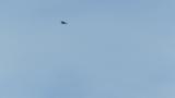 Gliding Eastern Buzzard on migration