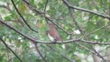 Female Blue-and-white Flycatcher