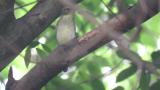 Female Blue-and-white Flycatcher
