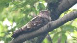 Resting Grey Nightjar in awake state
