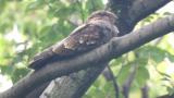 Resting Grey Nightjar in awake state