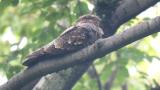 Resting Grey Nightjar in awake state