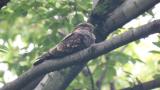 Grey Nightjar body movement