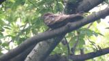 Grey Nightjar body movement and flight