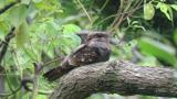 Grey Nightjar body movement and flight