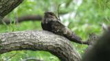 Grey Nightjar body movement and flight