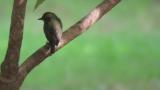 Female or juvenile Narcissus Flycatcher