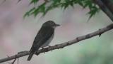 Female or juvenile Narcissus Flycatcher, abnormality in the eye