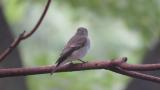 Asian Brown Flycatcher