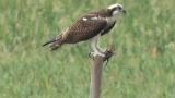 Western Osprey eating fish
