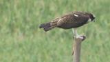 Western Osprey eating fish