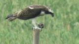 Western Osprey eating fish