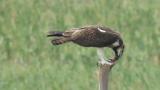Western Osprey eating fish