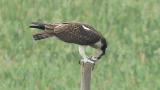 Western Osprey eating fish