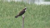 Western Osprey looking around