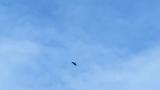 Gliding Crested Honey Buzzard on migration