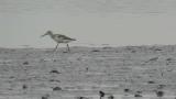 Nordmann's greenshank, walking, bathing and preening