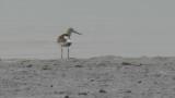 Nordmann's greenshank, preening
