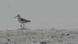Nordmann's greenshank, foraging