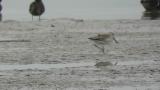 Nordmann's greenshank, foraging