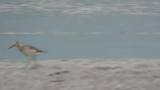 Nordmann's greenshank, foraging