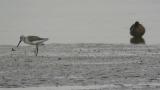 Nordmann's greenshank, foraging.  Caught a crab.