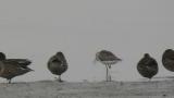 Nordmann's greenshank, scratching and preening