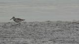 Nordmann's greenshank, foraging