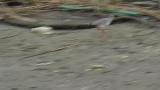 Common Redshank, walking and foraging