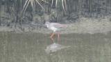 Common Redshank, foraging