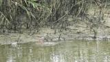 Common Redshank, foraging