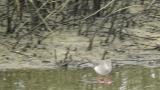 Common Redshank, bathing