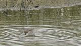 Common Redshank, bathing and preening