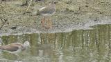 Common Redshank, preening