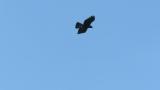 Soaring Golden Eagle.