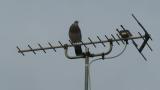 Singing Oriental Turtle Dove