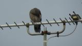 Oriental Turtle Dove, preening