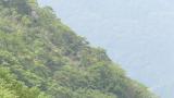Soaring Golden Eagles