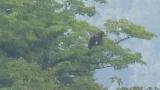 Perched Golden Eagle