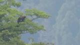 Perched Golden Eagle, preening