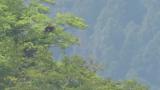Perched Golden Eagle, preening