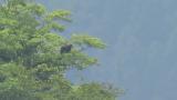 Perched Golden Eagle took flight
