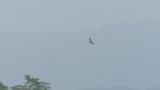 Soaring Golden Eagle.